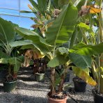 Banánovník lotosový (Musella lasiocarpa) - výška 130-150 cm, kont. C9L (-10°C) - VIACKMENNÝ